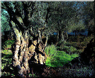 The olive trees of Gethsemane